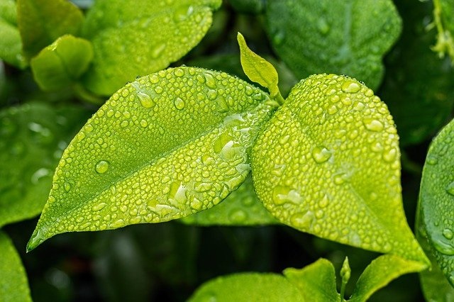 association pour l'écologie